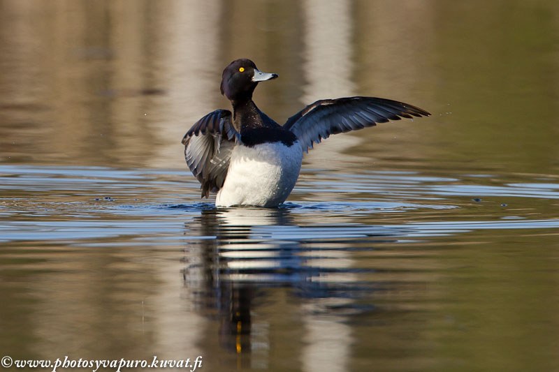 Yakkaxon jingalak qiz